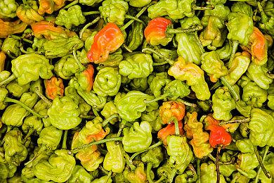 彩蛋寻踪!《天月麻雀》新雀士「诺诺兔」登场、比赛场系统上线